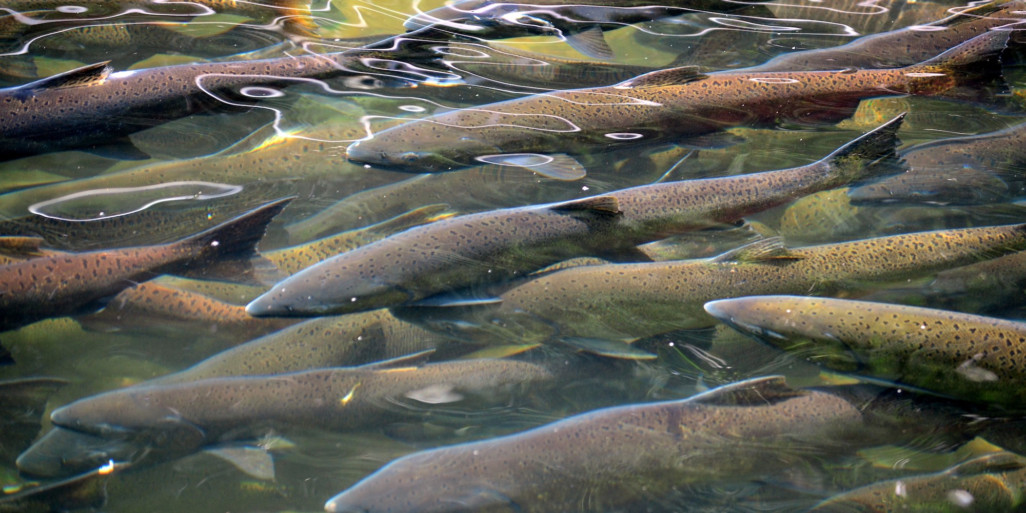 Group of chinook salmon swimming just under the surface of the water in a river