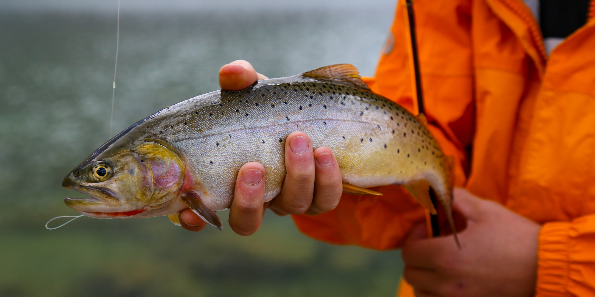 Person wearing an orange jacket holding a Westslope cutthroat Trout in Idaho