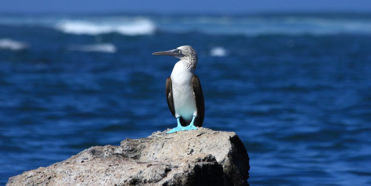 Blue footed booby perched on a rock in front of the ocean off the coast of Ecuador