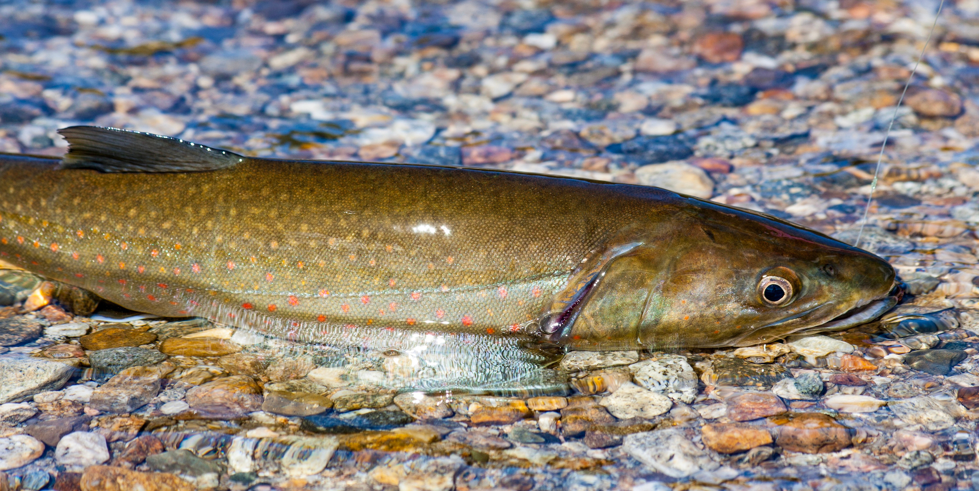 Bull trout swimming atop shallow water on colorful rocks