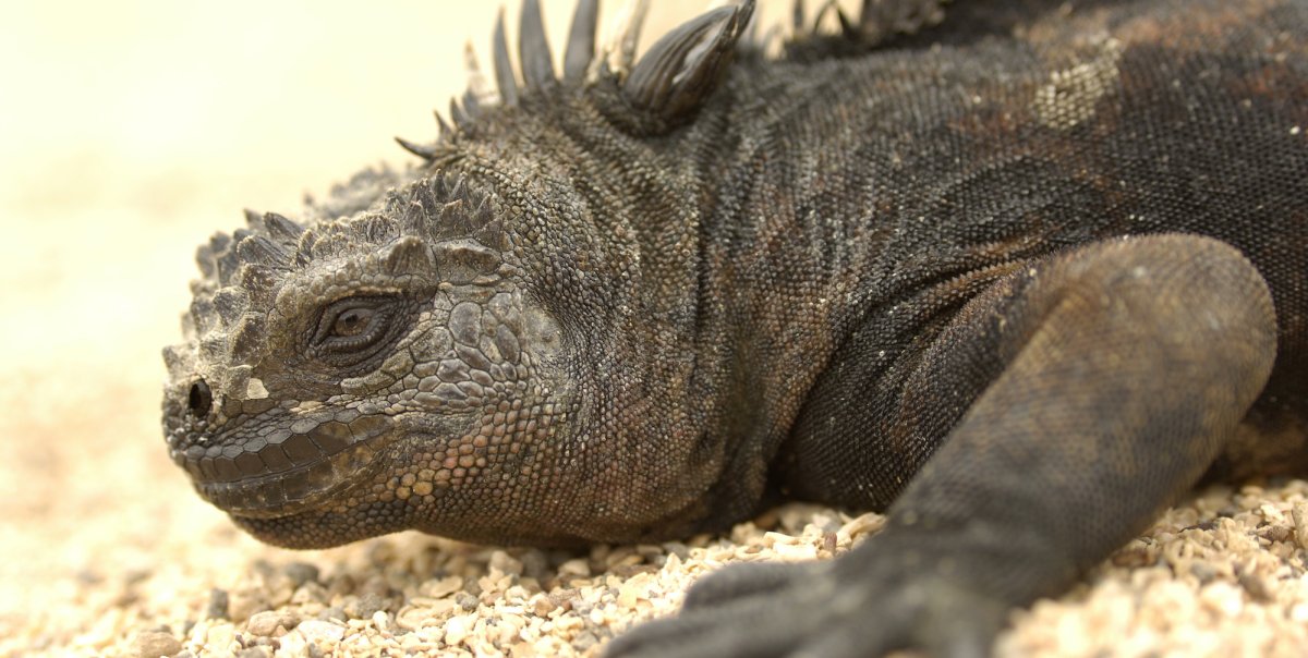 Land Iguana in the sand on the Galapagos islands