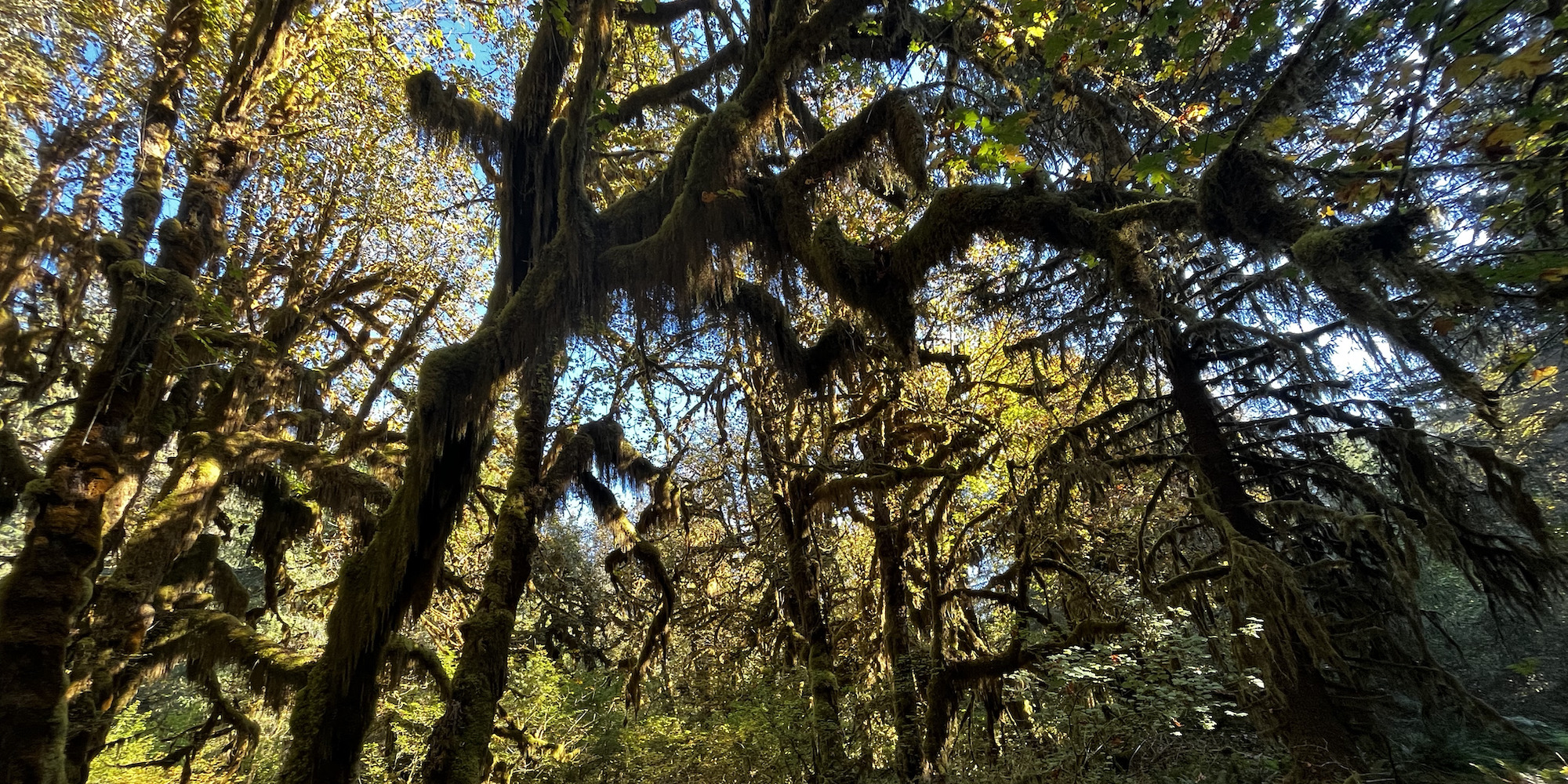 Trees and moss in the Hoh Rainforest basking in the sunshine