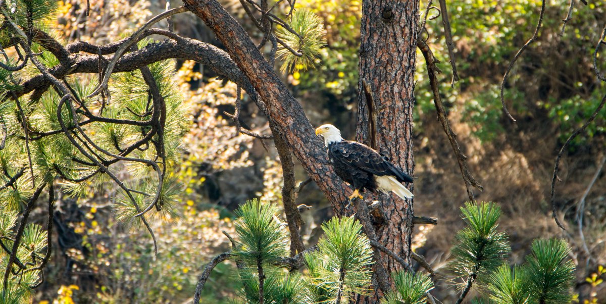 Bald Eagle sitting in a tree along the Salmon River in Idaho