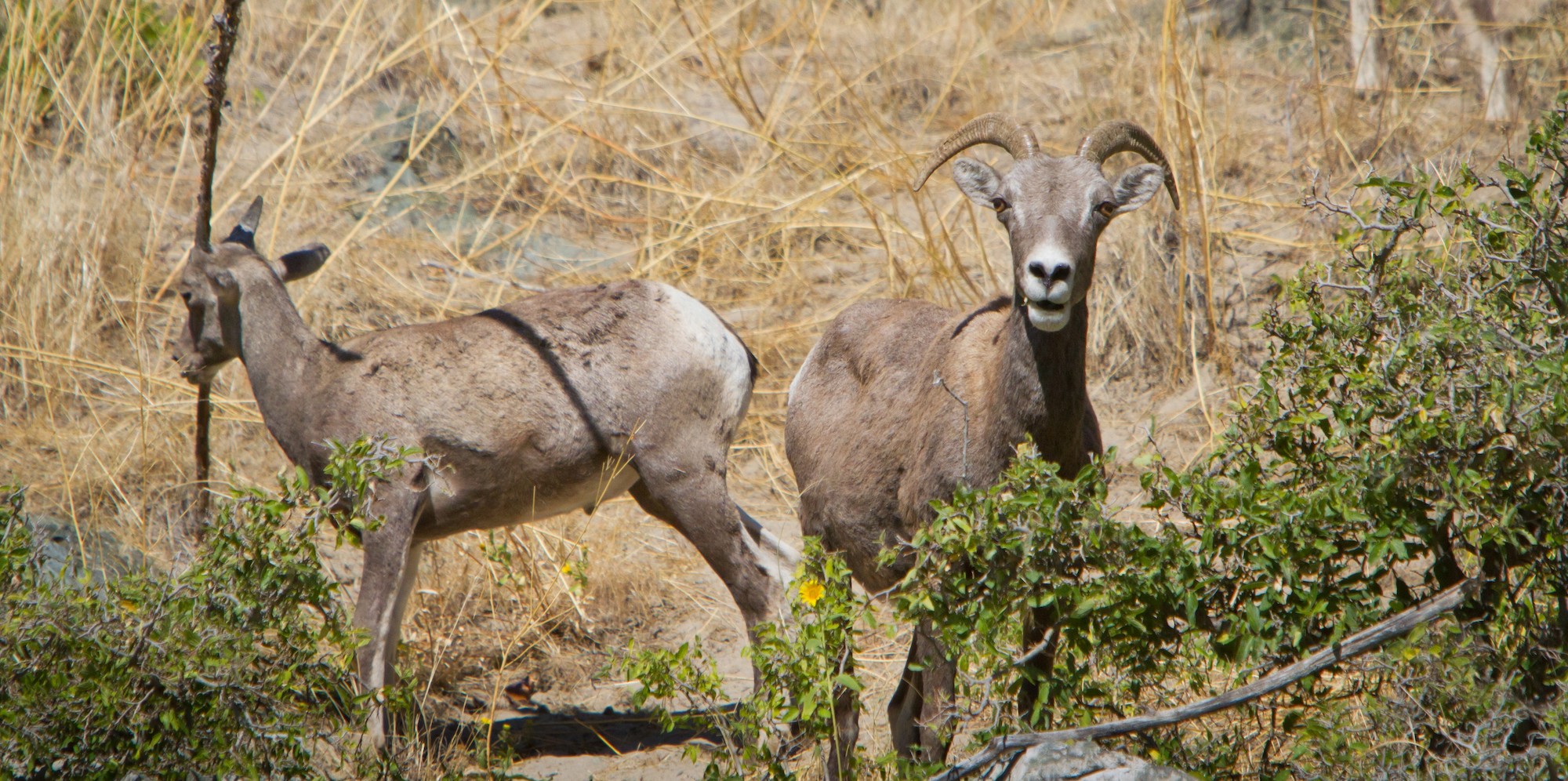 Bighorn sheep spotted from the Snake River through Hells Canyon
