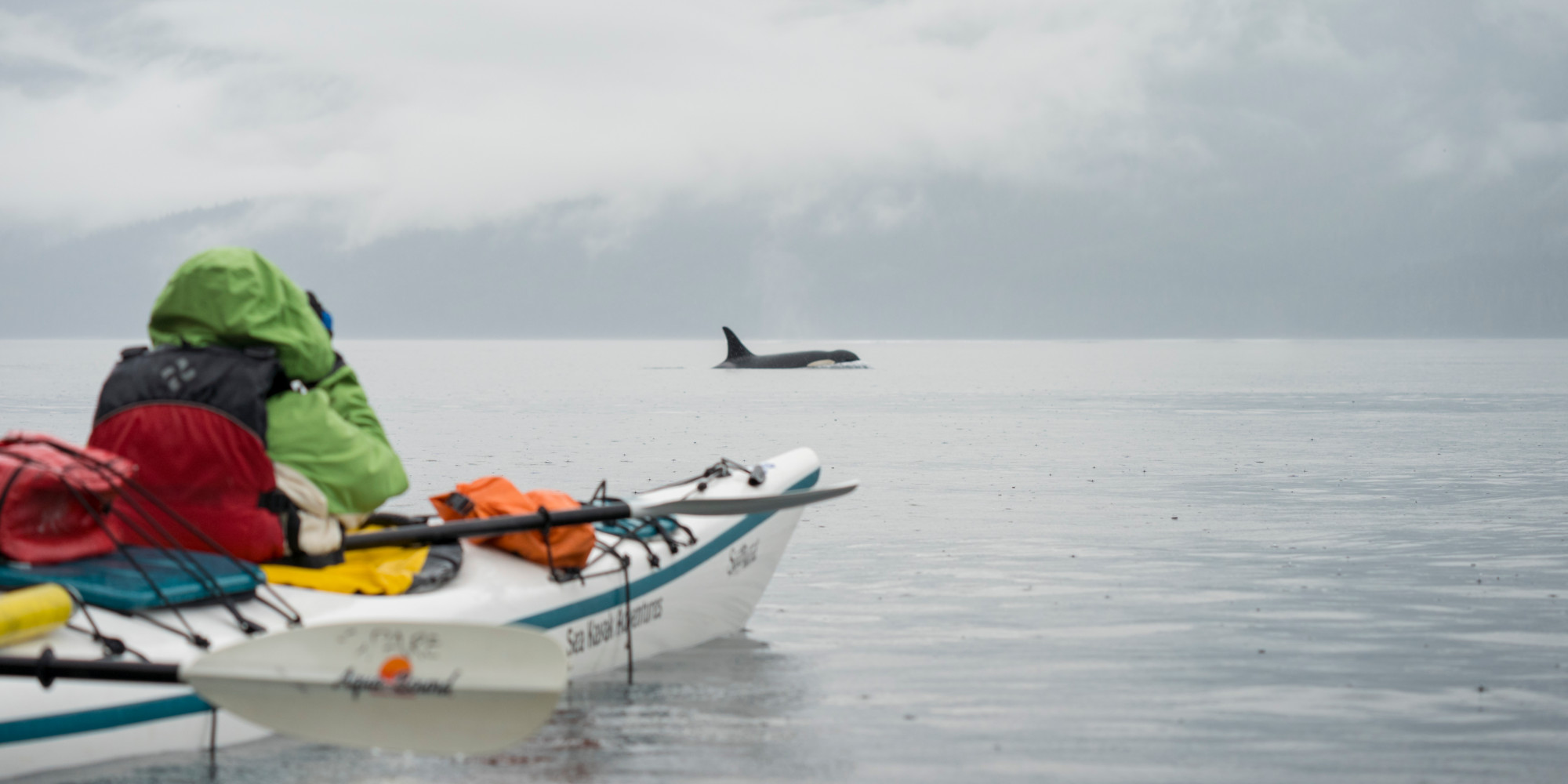 Person in a white kayak taking a picture of an orca whale breached out of the water in front of them in British Columbia