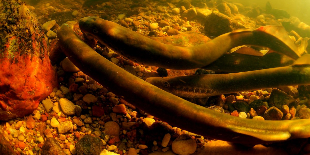 Eels swimming in a river