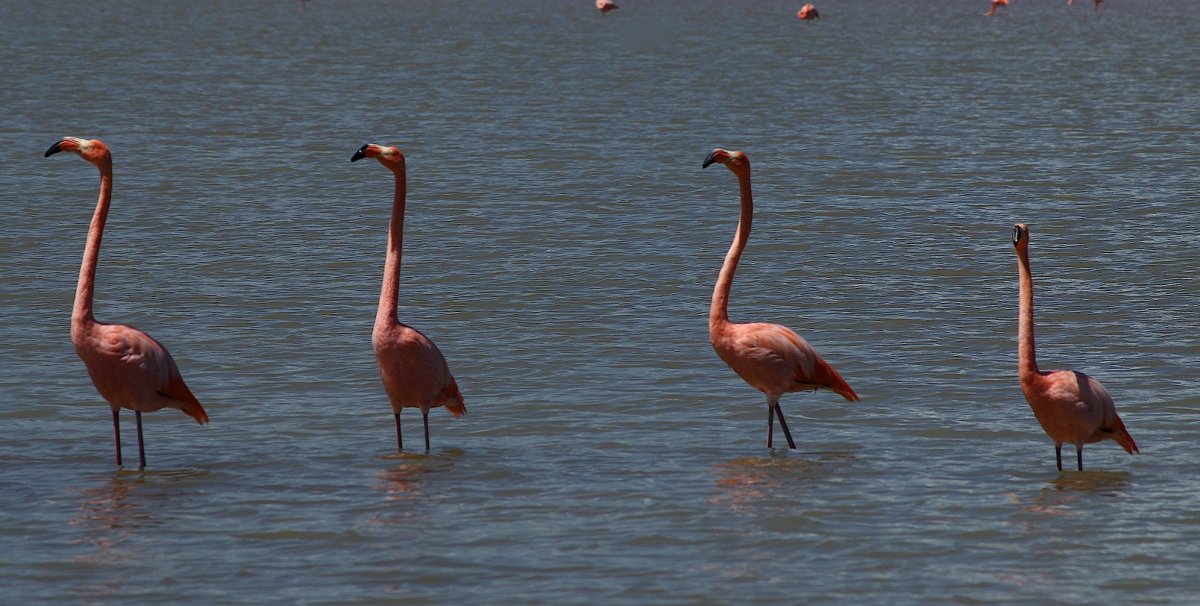 Four pink flamingos standing in the water in the Galapagos Islands