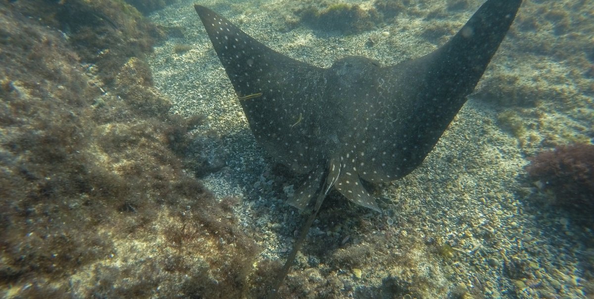 Spotted eagle ray swimming amongst coral off the coast of Ecuador