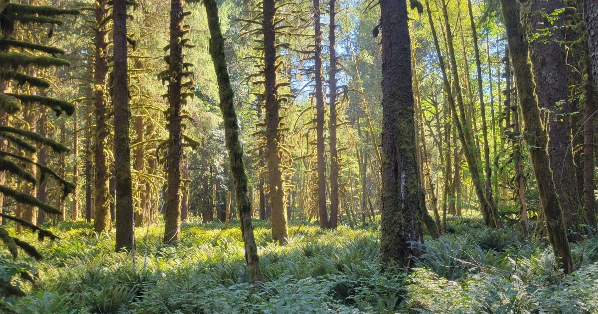 Olympic discovery trail length