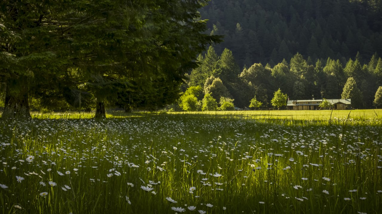 Half Moon Bar Lodge in a field of flowers on a sunny summer day