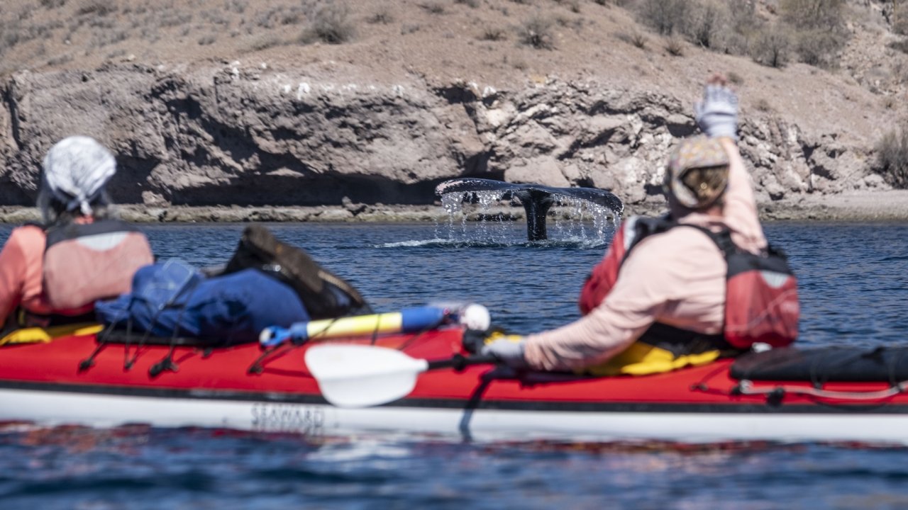 Sea kayaking among dolphins in the Sea of Cortez