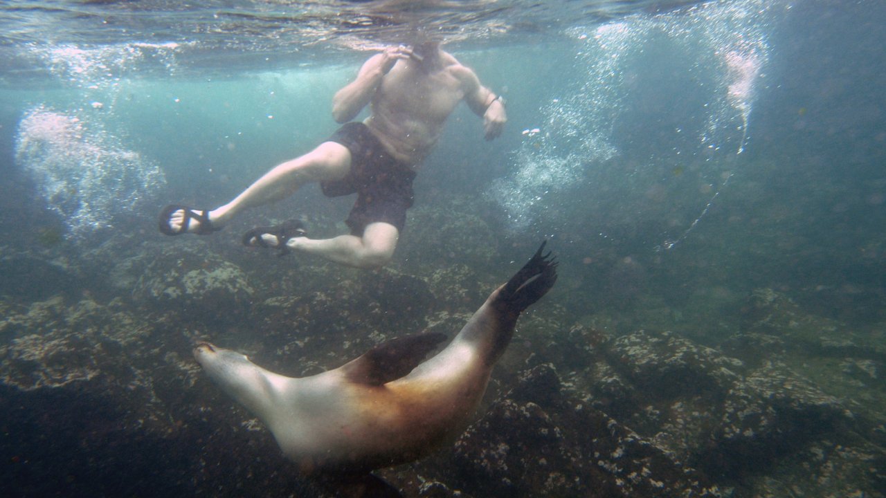 Snorkeling with sea lions in the Pacific Ocean