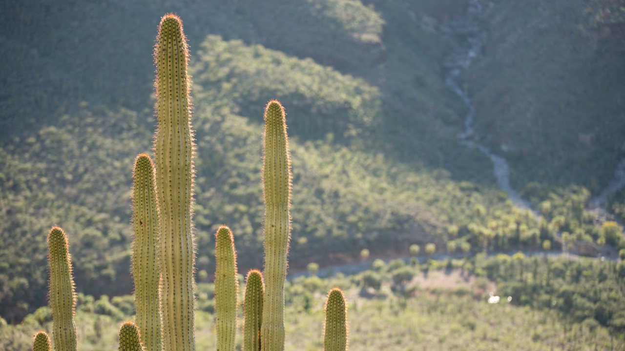 Cardon Cacti basking in the Baja California sun