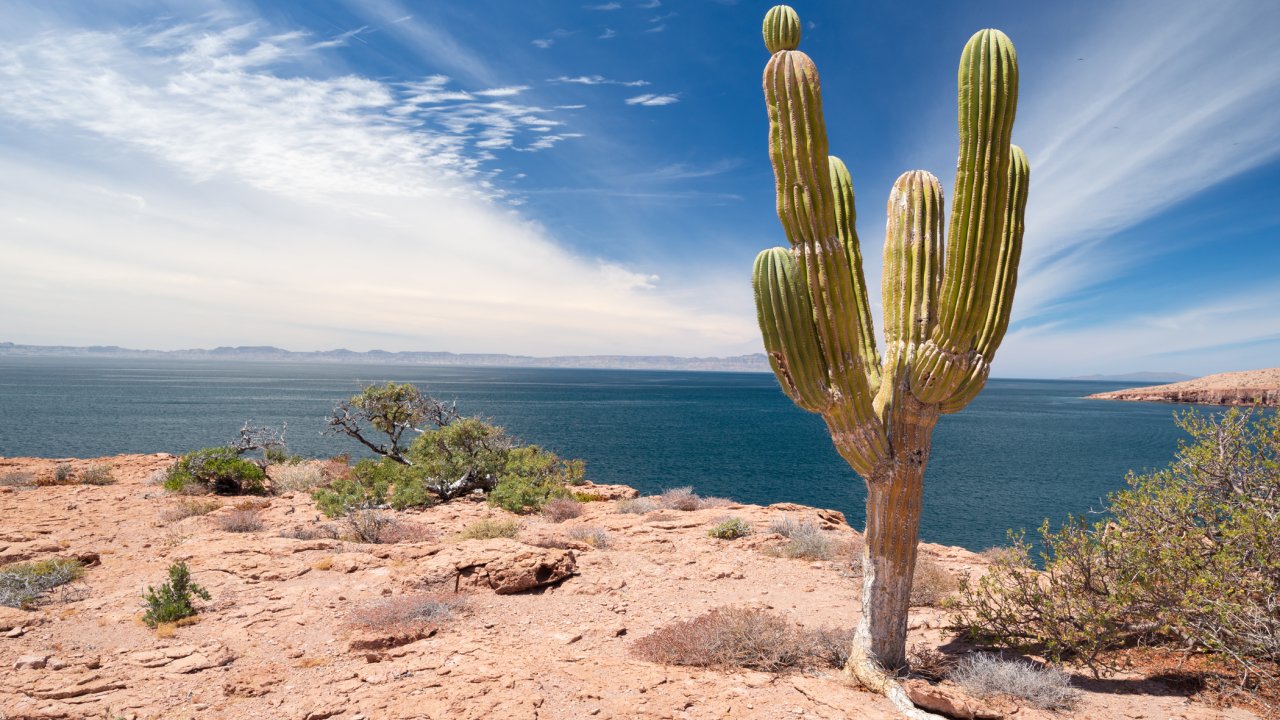 Cardon Cacti at the top of a hike along the Sea of Cortez, Baja