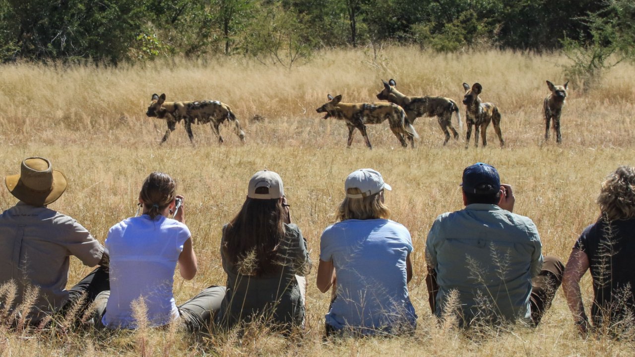 A group of tourists on safari sitting in the grass watching a herd hyena in the distance