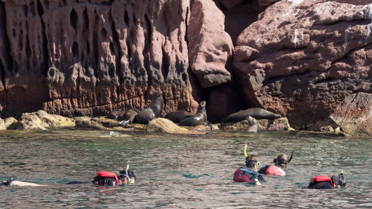 Guests snorkeling in the warm lagoons of Baja, California near desert hills