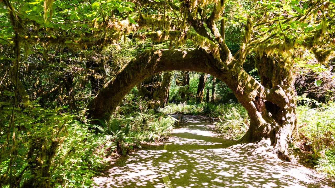 Hoh Rainforest iconic trees