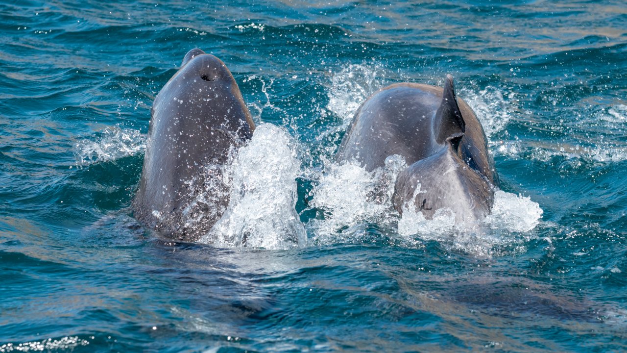 Dolphins jumping through the water in the Sea of Cortez