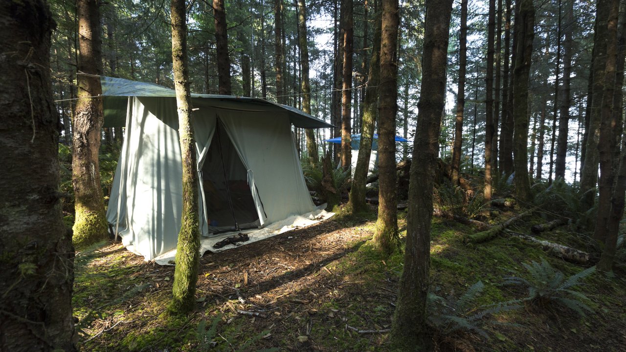 Tent set up amongst the dense forest of the Pacific Northwest