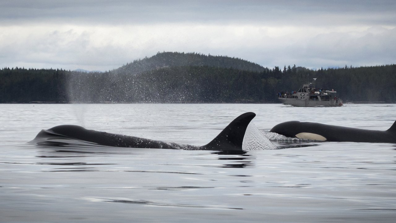 Orca whales on the surface of the Pacific Ocean seen off the coast of Vancouver Island