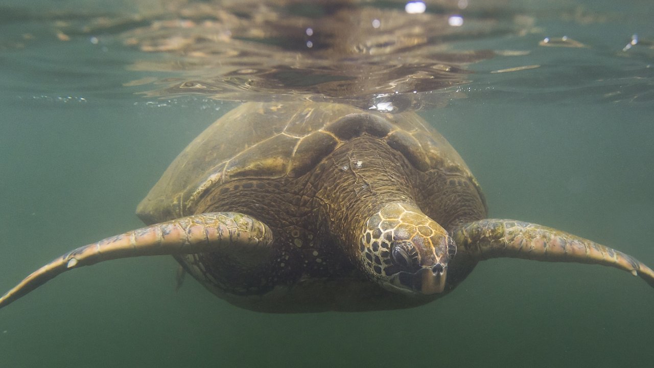 A sea turtle under the surface of the water.