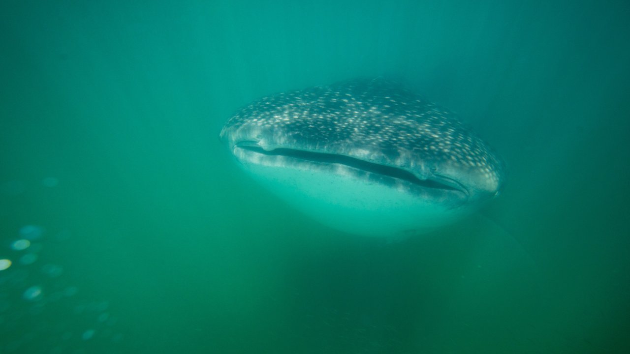 underwater with a whale shark in Loreto Bay