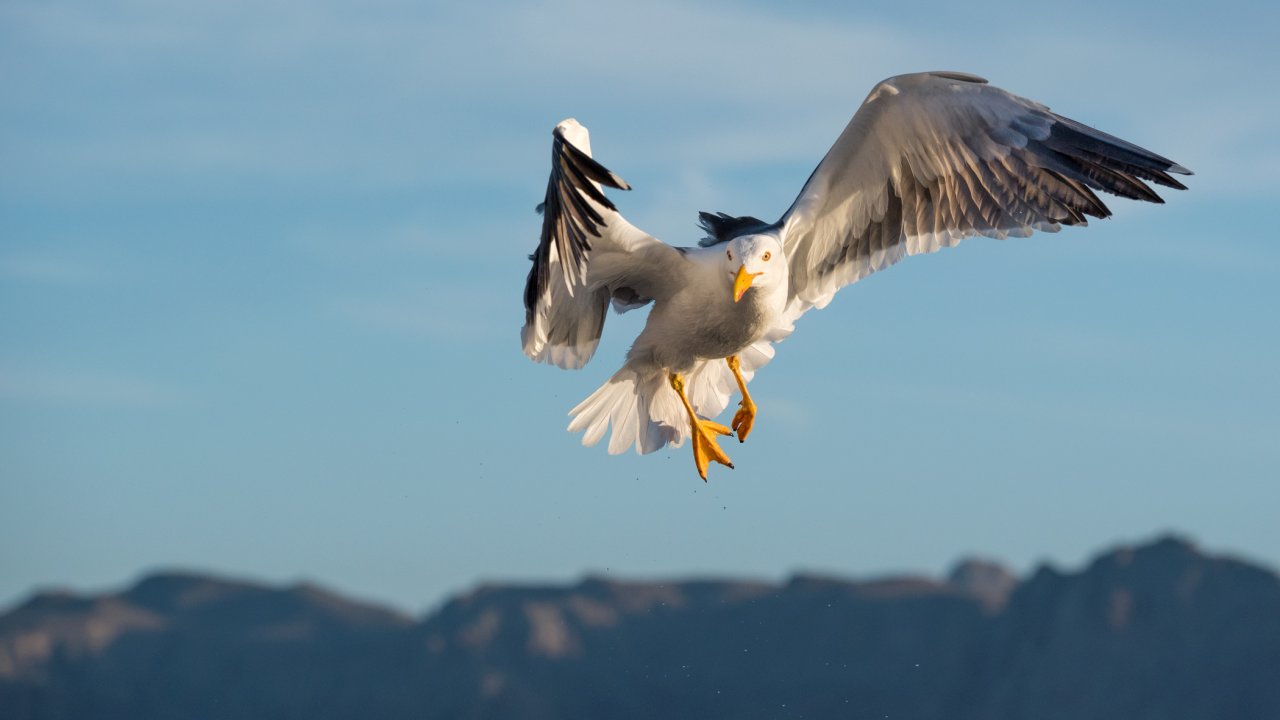 Yellow footed gull flying in the warm Baja sun over the Sea of Cortez