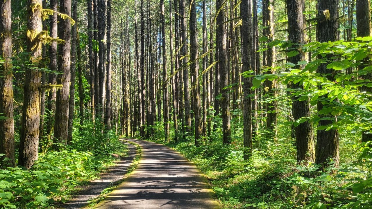 Scenic paved bike trail winding through tall trees in the Pacific Northwest on an Oregon cycling adventure.