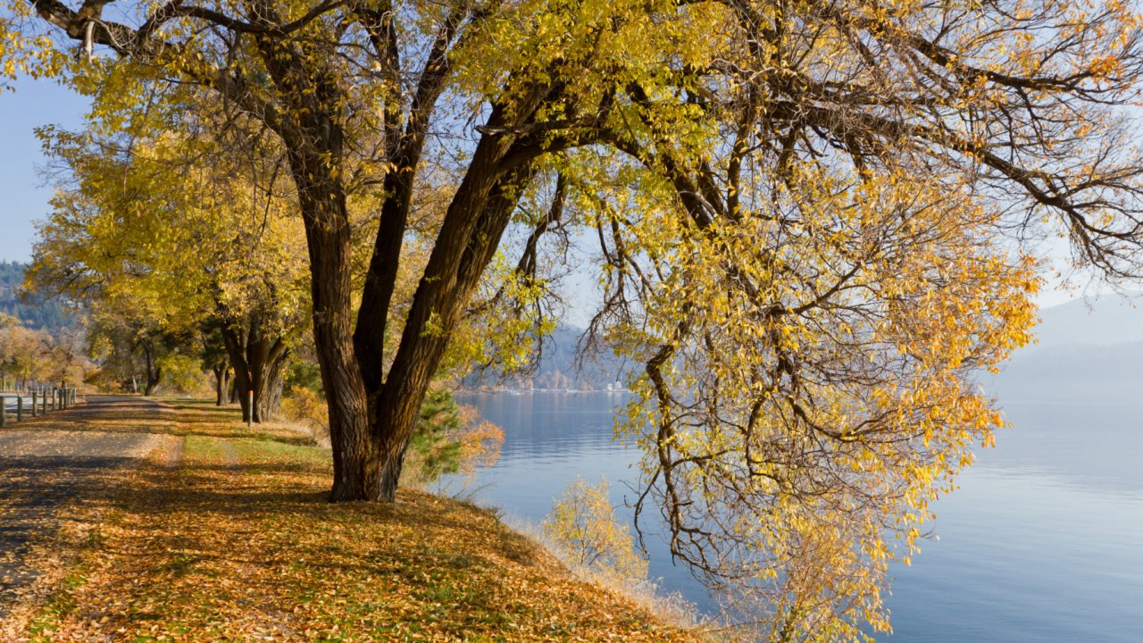 Centenial trail in Idaho and Washington in the fall with leaves turning yellow and orange.
