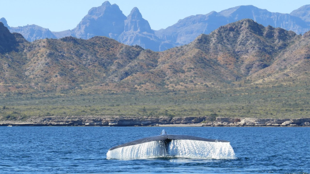 Blue whale tail coming out of the surface of the water in the Sea of Cortez