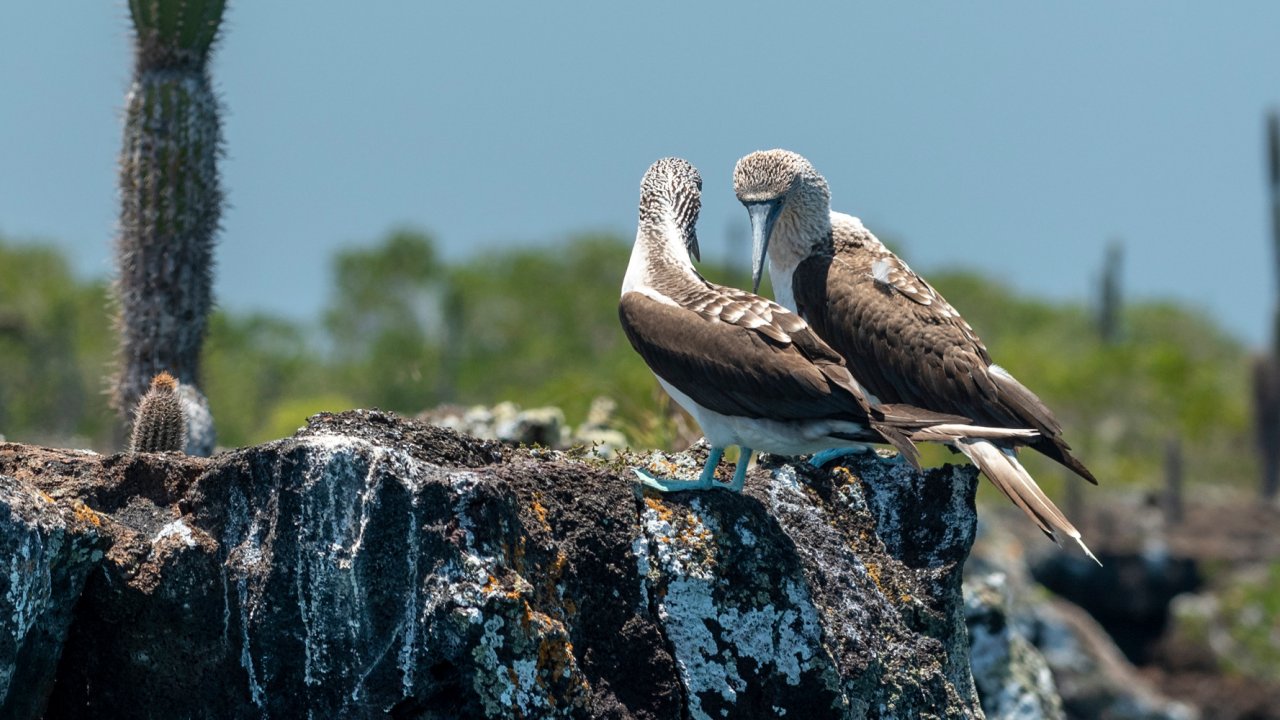 Blue Footed Boobies in the Galapagos