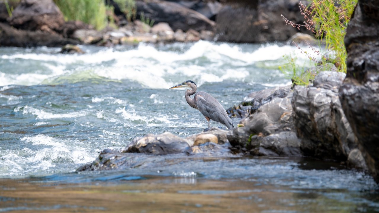 Great blue heron standing on river rocks near rapids in Oregon, symbolizing healthy riparian habitats and the importance of wild river protection.