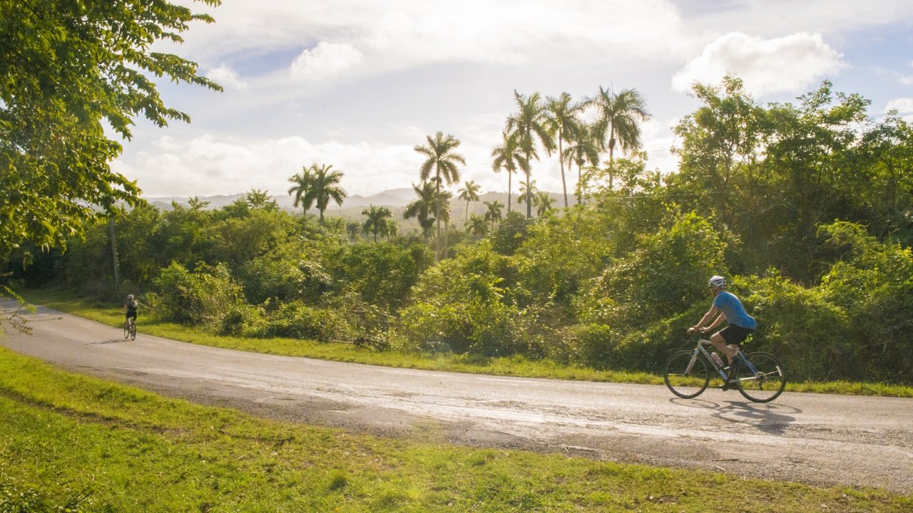 Two cyclists riding on a quiet road lined with lush greenery and palm trees