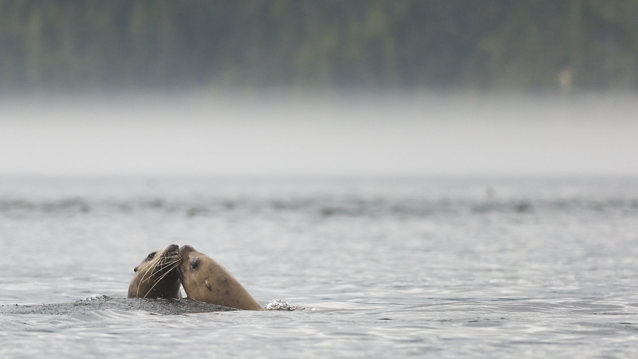 Sea Lions poking out of the Pacific Ocean kissing each other in British Columbia