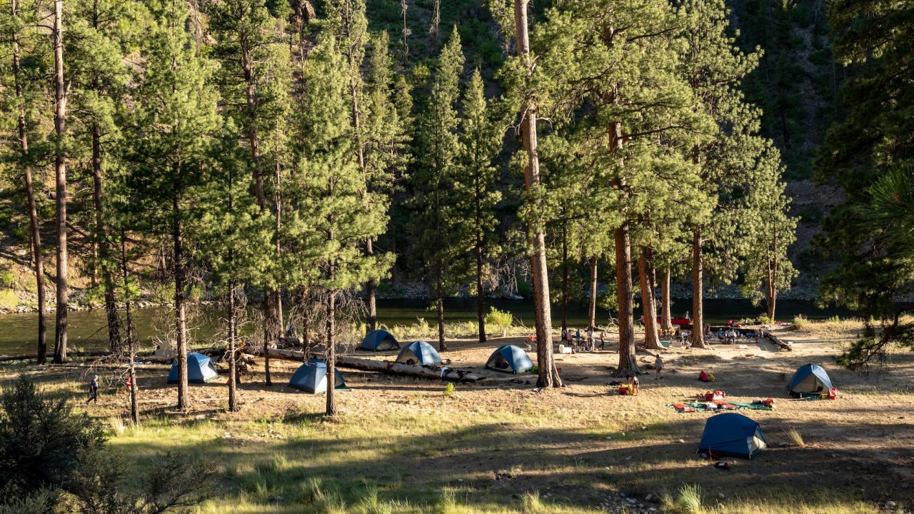 Scenic riverside campsite with tents set up under pine trees along the Middle Fork Salmon River during a guided Idaho rafting expedition.