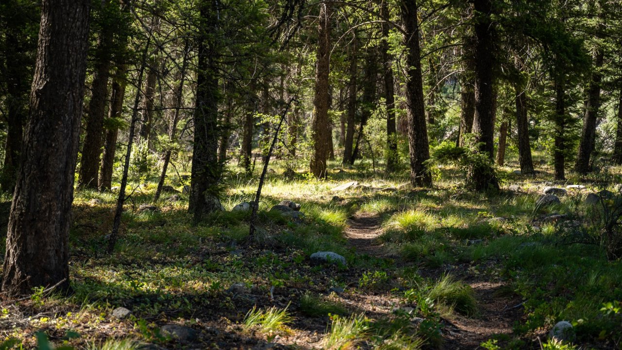 Shaded Middle Fork Salmon hiking trail through Idaho wilderness forest