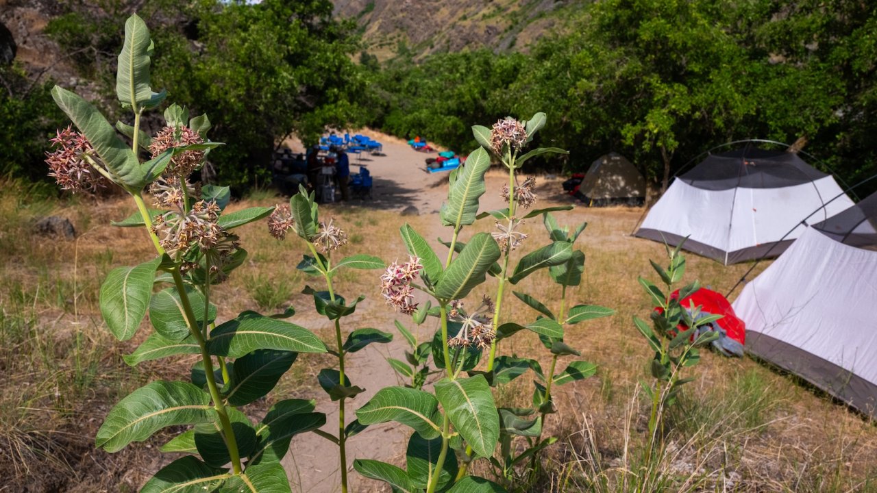Wildflowers growing near tents in an Idaho river canyon campsite, blending nature and mindfulness on a wellness travel retreat.