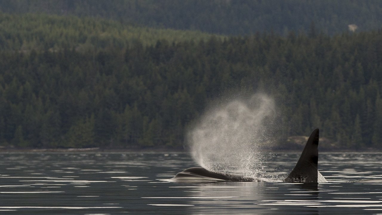 Orca blow seen from a sea kayak in the Pacific Ocean