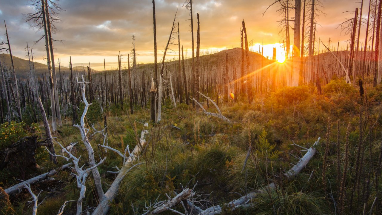 A stunning sunset is visible through a wilderness area recovering from forest fire. sunset