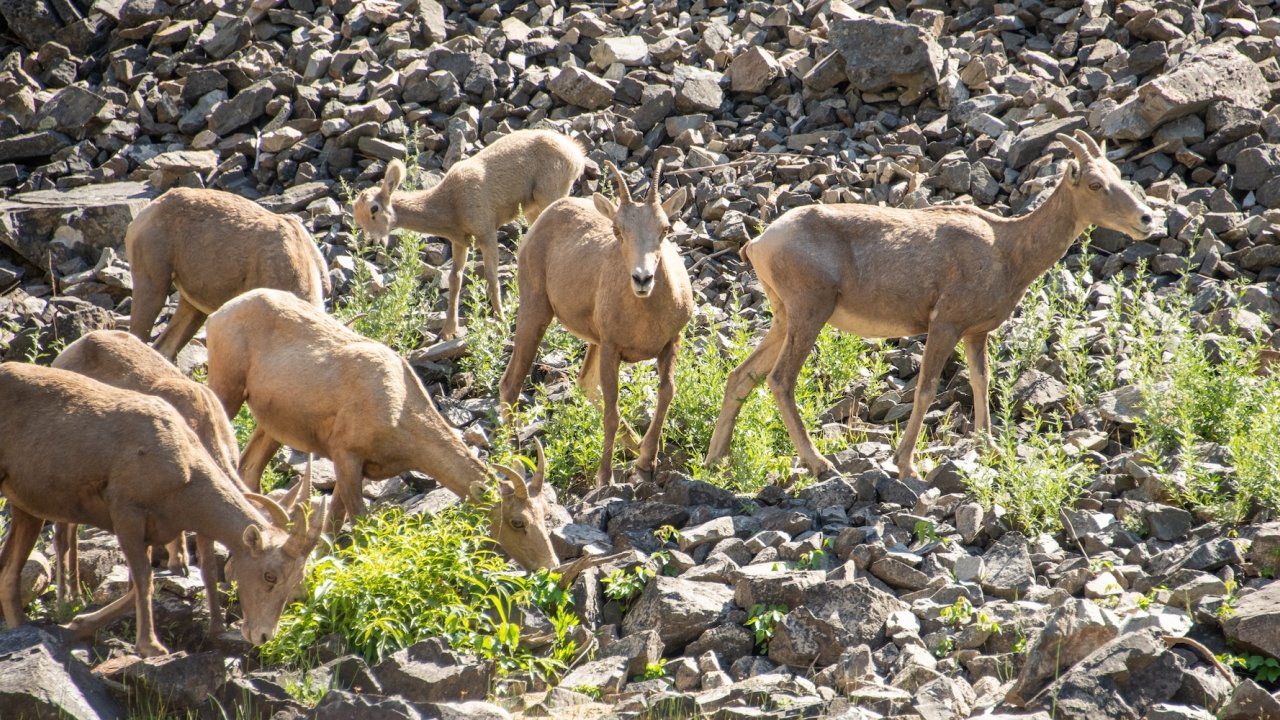 Group of bighorn sheep standing among rocks along the riverbank.