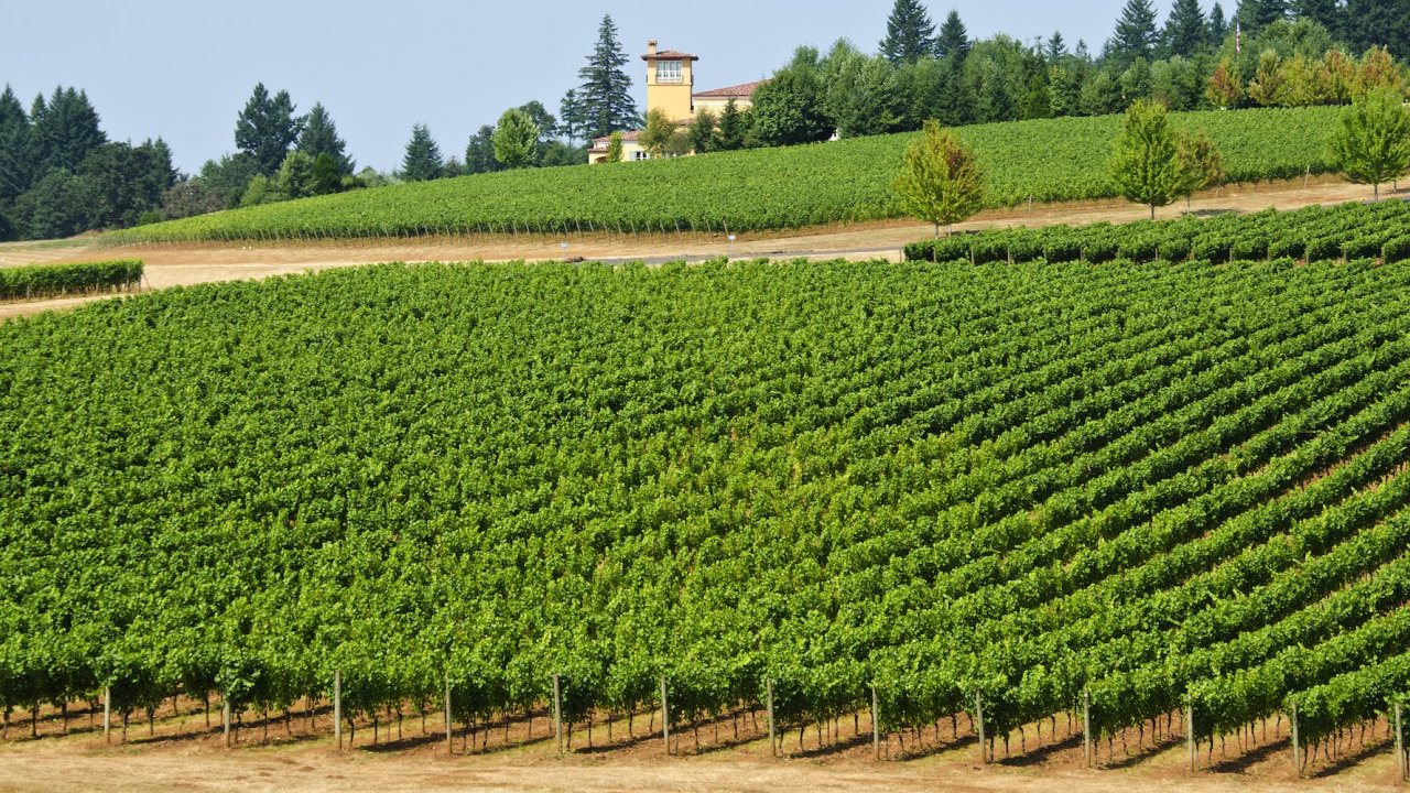Rolling vineyards in Oregon’s Willamette Valley, a highlight of the e-bike wine country tour to McMinnville