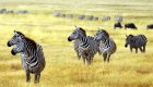 A group of African zebras all standing in tall yellow grass looking to their right