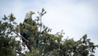 Bald Eagle in a tree in British Columbia