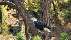 Bald eagle perched on a tree as spotted from the Lower Salmon River