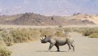 A rare black rhino walking through the desert by itself in Africa