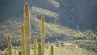 Cardon Cacti basking in the Baja California sun