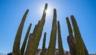 Cardon Cacti in front of the sun in Baja, California Sur