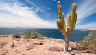 Cardon Cacti at the top of a hike along the Sea of Cortez, Baja