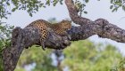 A cheetah hanging on a large tree branch in Zambia, Africa