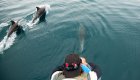 Close encounter with dolphins off a boat in the Sea of Cortez